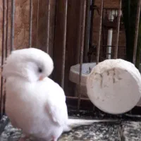 جفت مرغ عشق|پرنده|رشت, فلسطین|دیوار