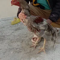 لاری ابرش هندی