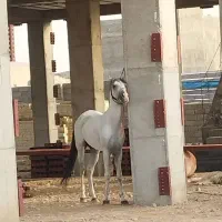 فروش اسب نریان ب رنگ زیبا