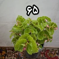 فیکوس ریشه پرس با کیفیت در کل اصفهان فقط ۱۱۰|گل و گیاه طبیعی|اصفهان, باغ فدک|دیوار