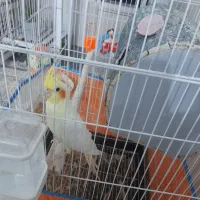 عروس ماده اماده