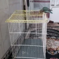 قفس|لوازم جانبی حیوانات|کرمانشاه, |دیوار