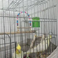 عروس هلندی|پرنده|بهاباد, |دیوار