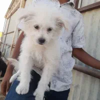 سگ پامر اشتپیز