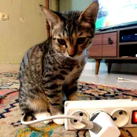 واگزاری رایگان بچه گربه نر|گربه|ساری, |دیوار