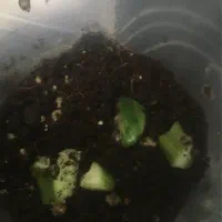 تخم حلزون|خزنده|یزد, |دیوار