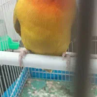 عروس هلندی و طوطی برزیلی