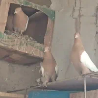 کبوتر|پرنده|میان جلگه, |دیوار