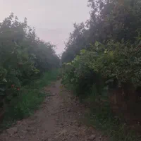 زمین-باغی-اول-شهر