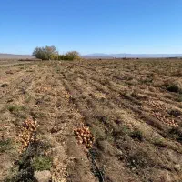 پیاز زرد درجه یک فروش عمده|خوردنی و آشامیدنی|بسطام, |دیوار