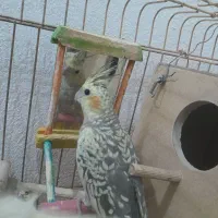 جوجه عروس هلندی