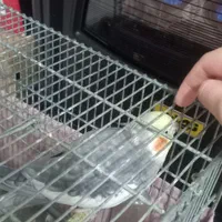 عروس هلندی نر|پرنده|سنگر, |دیوار