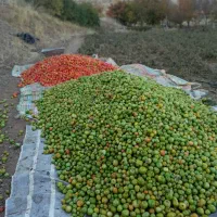 سلام گوجه‌فرنگی درجه یک برای فروش هر چند کیلو