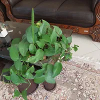 گل طبیعی، هدیه روز مادر|گل و گیاه طبیعی|فردوس (خراسان), |دیوار