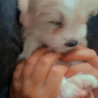 ۳ تاتوله ماده الان ۵ماهه هستن|سگ|ماکو, |دیوار