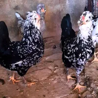 تخم مرغ و جوجه و مرغ و خروس گلین محلی ریش منگوله|حیوانات مزرعه|شیراز, گل سرخ|دیوار