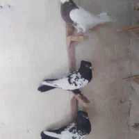 کفتر کبوتر شهری بهبهانی سینه خوشرنگ بزک پلاکی|پرنده|شیراز, عادل آباد|دیوار