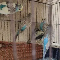 مرغ عشق با جوجه هاشون|پرنده|ری, شهرک نظامی|دیوار