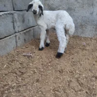 فروش انواع بره شیری نر و ماده درجه یک