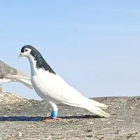 خال|پرنده|تربت جام, میان جام|دیوار