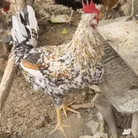 فروش خروس گلین ولاری