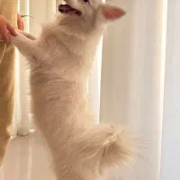 سگ پامرانین|سگ|پاکدشت, پاکدشت (مامازند)|دیوار