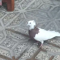 طوق سرخ کبوتر|پرنده|ایلام, |دیوار