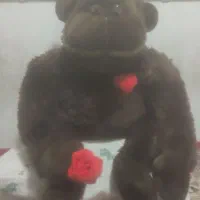 گوریل پشمی|اسباب‌‌بازی|تهران, راه آهن|دیوار