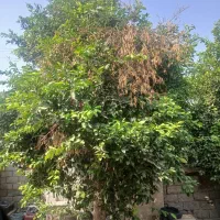 زمین کشاورزی