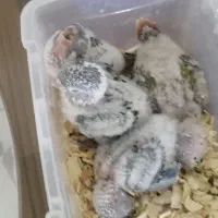 گیرینچیک مولد|پرنده|تهران, آذری|دیوار