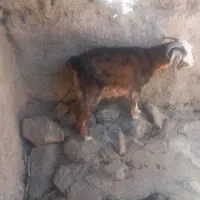 دو عدد بزغاله نر فروشی