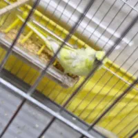 مرغ عشق  پروانه ای نر|پرنده|رباط‌کریم, رباط‌کریم|دیوار