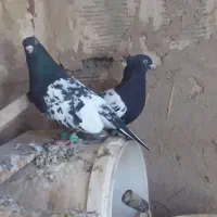 کفتر کله سیاه