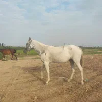مادیان ترکمن آبستن|اسب و تجهیزات اسب‌سواری|گنبد کاووس, |دیوار