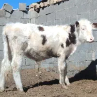 گاو گوساله نر ماده خالص