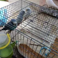 مرغ عشق و کبوتر