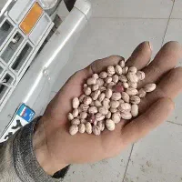 لوبیا چیتی پاک شده