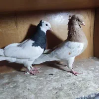 طوقی نر معاوضه