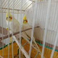عروس هلندی
