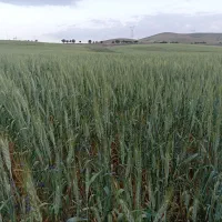 خرید و فروش گندم