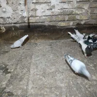 سلام ۱۸تا حیوان پرشی زده خوردی|پرنده|اقبالیه, |دیوار