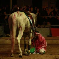 اسب|اسب و تجهیزات اسب‌سواری|هشتگرد, مدرس|دیوار