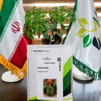 بذر فلفل دلمه 7141 سمینس اصل