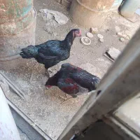 لاری مرغ سیاه