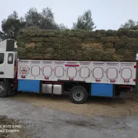 فروش بیده|خدمات باغبانی و درختکاری|فهرج, |دیوار