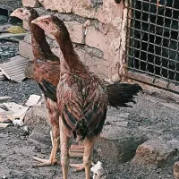 لاری اصیل