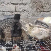 جوجه مرغ|حیوانات مزرعه|شیراز, بید زرد|دیوار