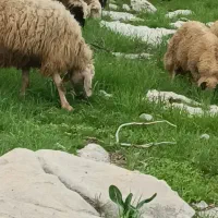 فروش 46عدد میش با بره بزرگ