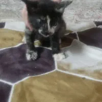 واگذاری گربه