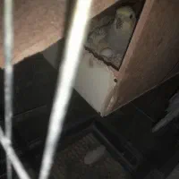 عروس  معاوضه با کفتر